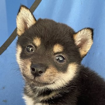 柴犬(豆柴)【大分県・女の子・2025年7月3日・黒】の写真「黒をベースに赤、白と、配色の良い、可愛い豆柴女の子」