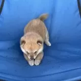 豆柴【大分県・男の子・2025年4月6日・赤】の写真6