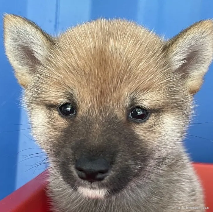 Y.H 様のお迎えした子犬
