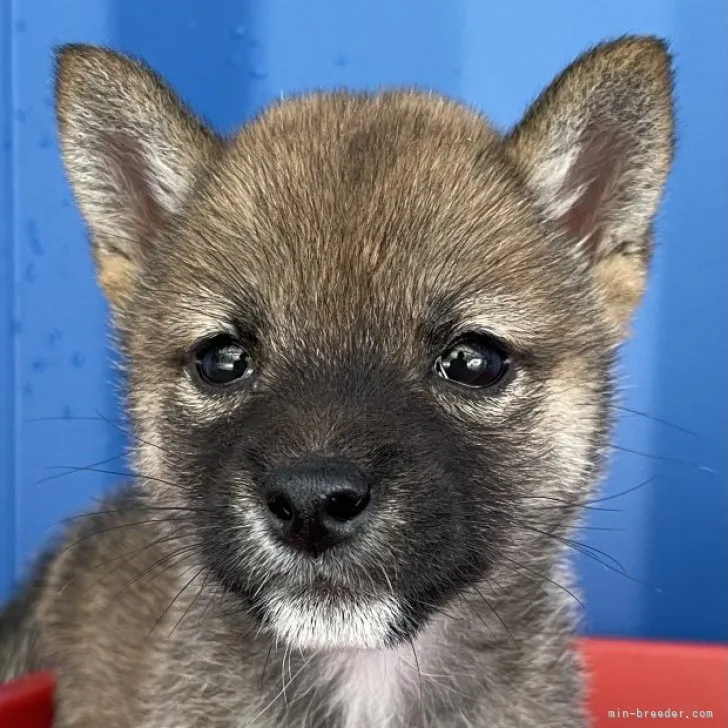 あおいばあば 様のお迎えした子犬