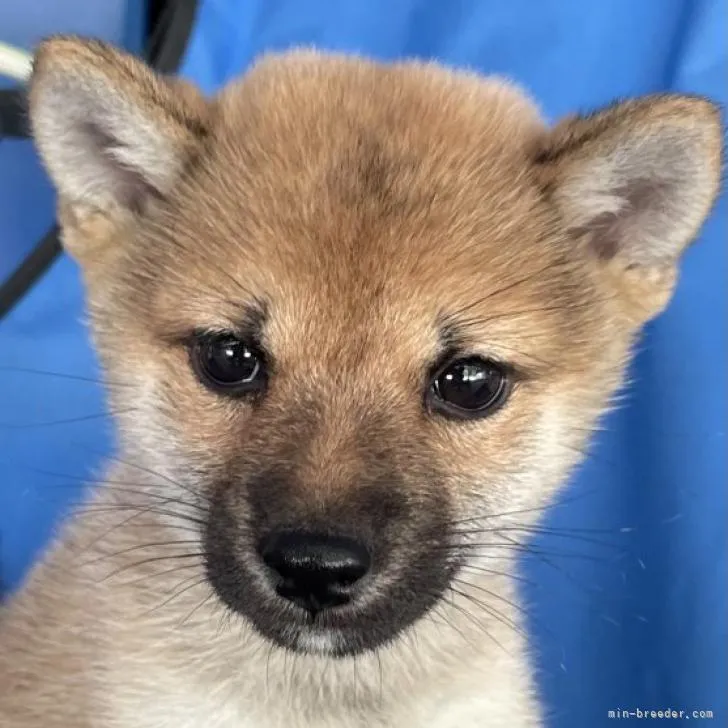 ID：2209-03485の子犬