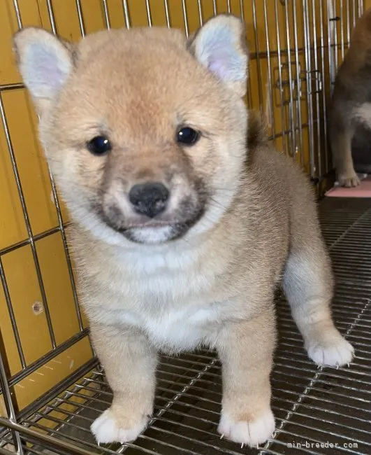 H.M 様のお迎えした子犬