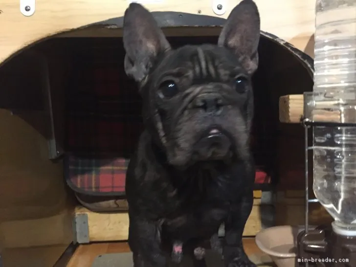 とも 様のお迎えした子犬