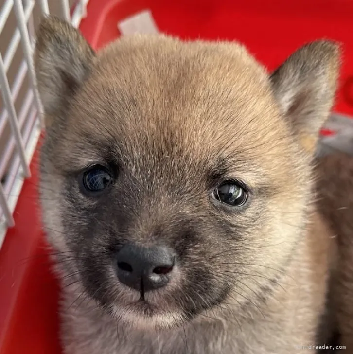 ID：2305-02856の子犬