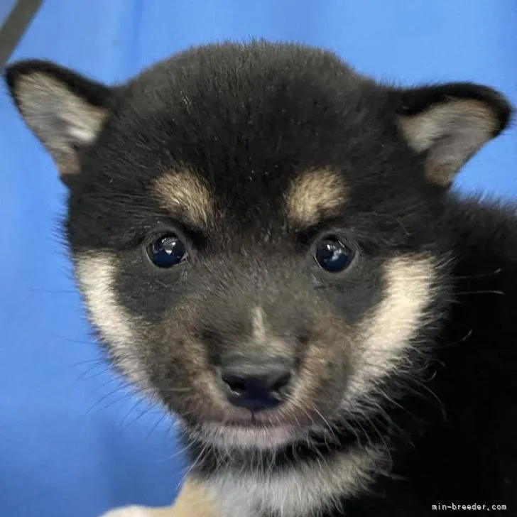 ID：2212-00748の子犬