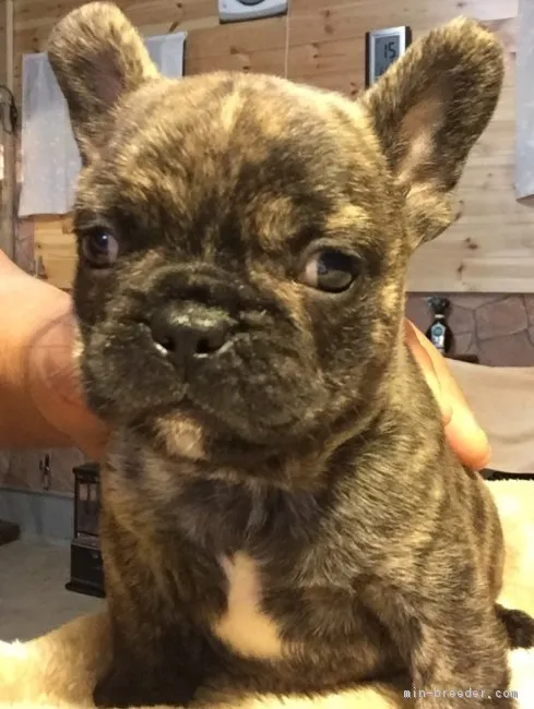 渡辺マロン 様のお迎えした子犬