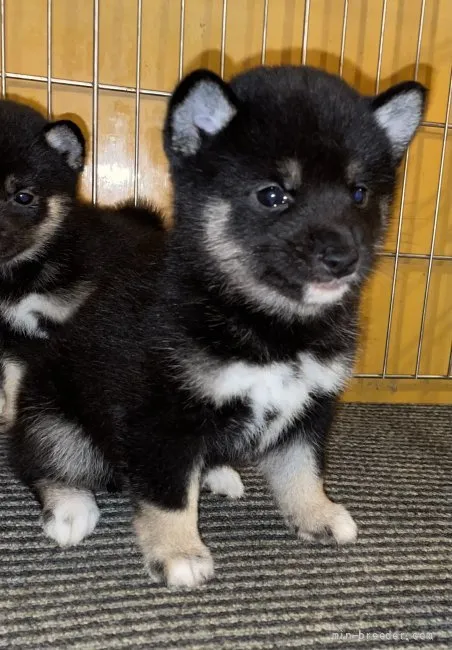 わたる 様のお迎えした子犬