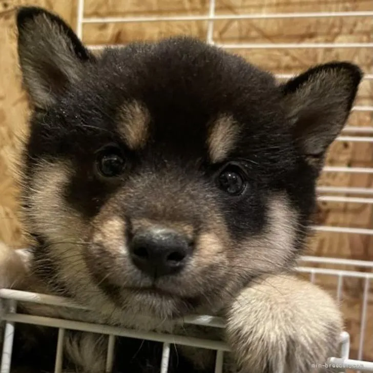 ID：2205-04078の子犬