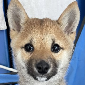 柴犬(豆柴)【大分県・女の子・2022年11月23日・赤】の写真「生後４ヶ月になりますが、未だまだ小さく可愛いです。」