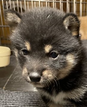 柴犬(豆柴)【大分県・男の子・2022年2月12日・黒】の写真「可愛い綺麗な柄の黒毛の豆柴男の子、」