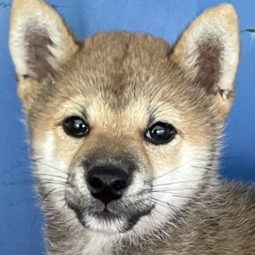 柴犬(豆柴)【大分県・男の子・2023年5月26日・赤】の写真「濃い綺麗な赤毛の可愛い男の子です。」