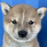 豆柴【大分県・男の子・2022年7月18日・赤】の写真1「8月28日撮影、」