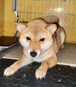 豆柴【・女の子・2023年9月20日・赤】