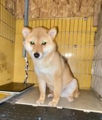 豆柴【・女の子・2023年9月20日・赤】