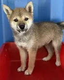 豆柴【大分県・男の子・2023年5月26日・赤】の写真5