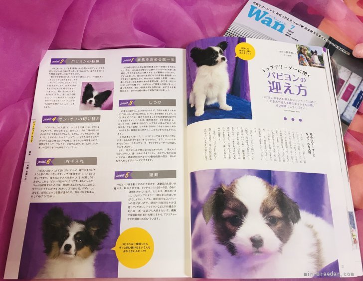 江島千恵ブリーダーのブログ：パピヨン特集雑誌に掲載されました。
