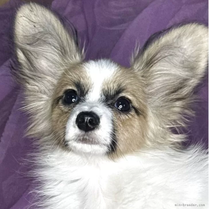 パピヨン【三重県・男の子・2025年6月20日・白茶】の写真1