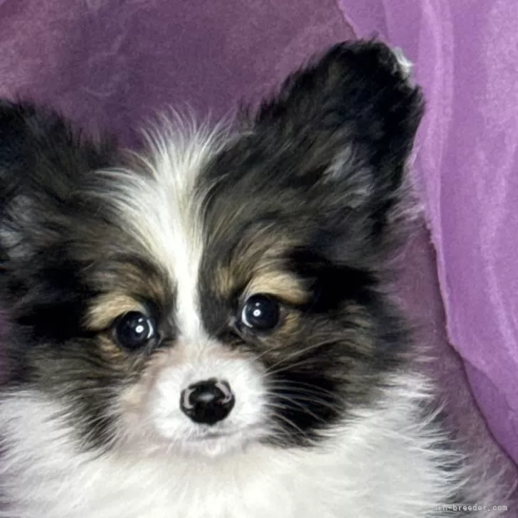 ID:2411-04451の子犬