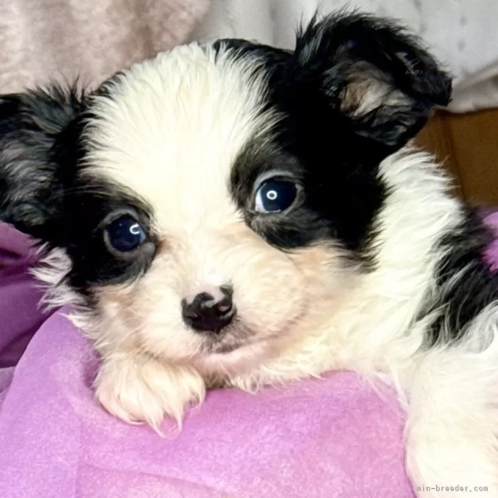 ID：2502-00232の子犬
