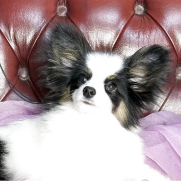 パピヨン【三重県・男の子・2025年8月12日・トライ】の写真「健康的な綺麗なマーキングの子です」