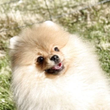 ポメラニアン【三重県・男の子・2024年12月25日・オレンジ】の写真「お父さんはベストインシー犬」