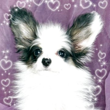 パピヨン【三重県・男の子・2025年1月24日・トライ】の写真「超小型のティーカップサイズ」