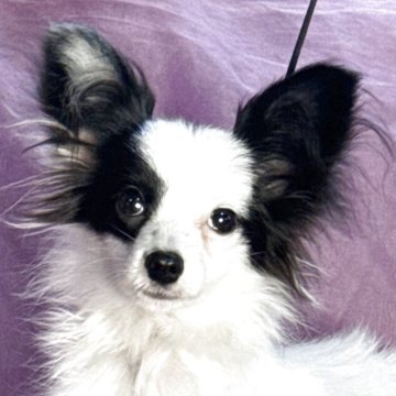 パピヨン【三重県・女の子・2025年6月20日・トライ】の写真「性格の可愛い子です」