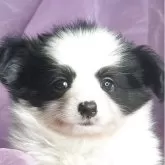 パピヨン