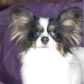 パピヨン【三重県・男の子・2025年6月20日・トライ】の写真3