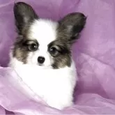 パピヨン【三重県・女の子・2026年1月3日・トライ】の写真4