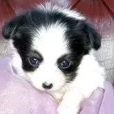 パピヨン【三重県・女の子・2025年11月4日・トライ】の写真6