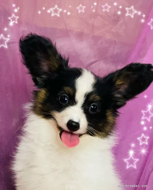 ID：2107-02258の子犬