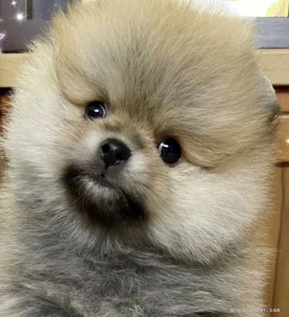 MAX 様のお迎えした子犬