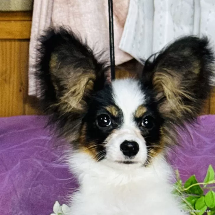 ID:2404-06692の子犬