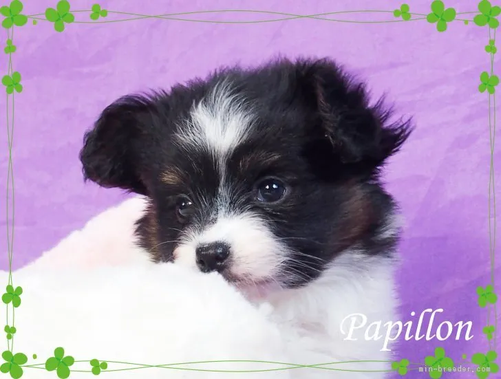 ID：1701-00560の子犬