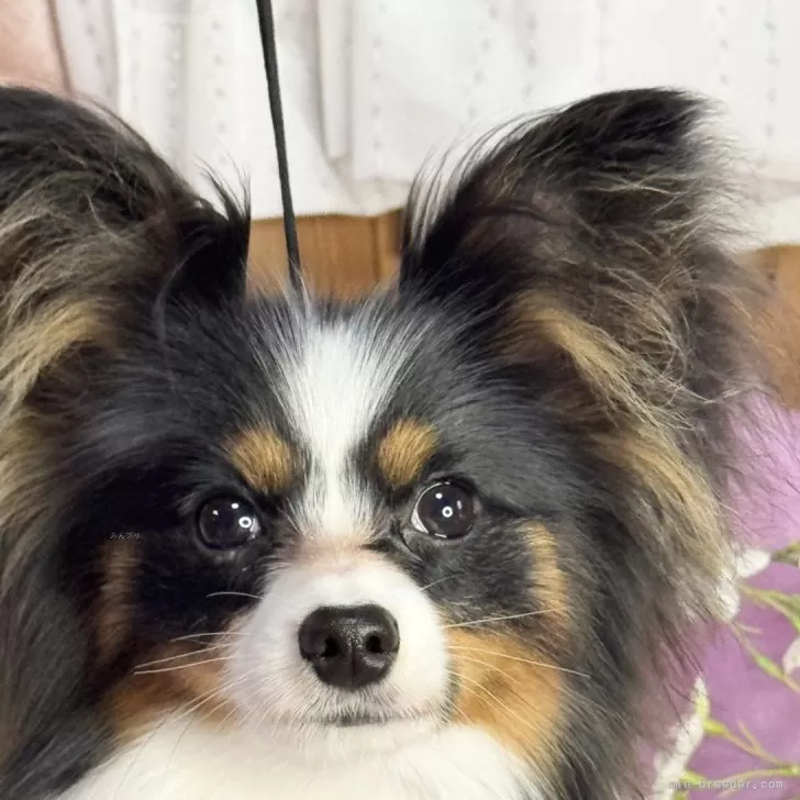 yossy 様のお迎えした子犬