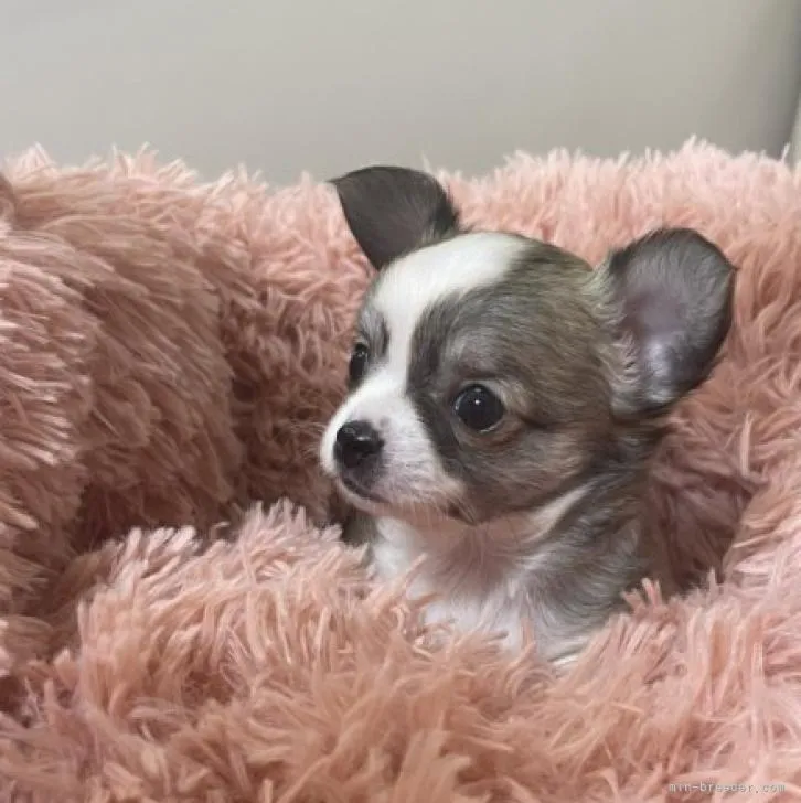 谷P 様のお迎えした子犬
