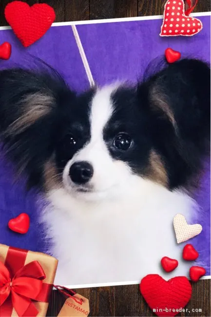 ID：1905-01414の子犬