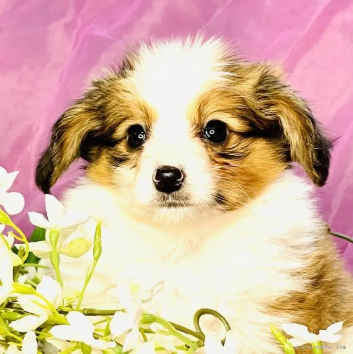 ID：2212-00293の子犬