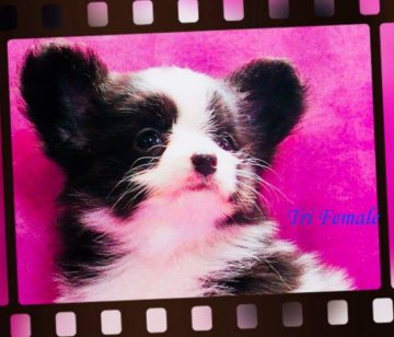 パピヨン【三重県・女の子・2018年3月16日・トライ】の写真「父イギリス展No.1、昨年日本ランキングNo.1」