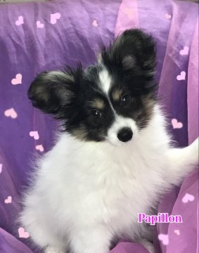 パピヨン【三重県・男の子・2020年11月2日・トライカラー】の写真「お父さんは　インターナショナルチャンピオン」