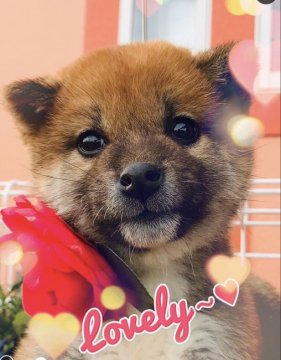 柴犬(標準サイズ)【三重県・男の子・2020年1月15日・赤】の写真「小ぶりで、とても派手な
お顔の男の子です💖」