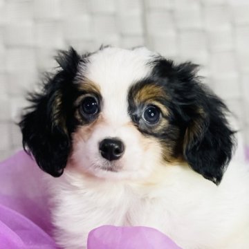 パピヨン【三重県・男の子・2023年7月25日・トライ】の写真「日本一受賞犬の子」