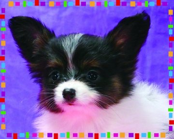 パピヨン【三重県・女の子・2017年12月24日・トライカラー】の写真「お母さんと同じクリスマスイブ生まれの奇跡の子」