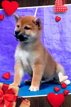 柴犬(標準サイズ)【三重県・男の子・2019年6月20日・赤】の写真「柴犬最高峰血統。初期訓練開始！」