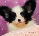 パピヨン【三重県・男の子・2021年5月27日・トライカラー】の写真1「スーパーハンサム君💖」