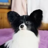 パピヨン【三重県・男の子・2023年7月18日・白黒】の写真4