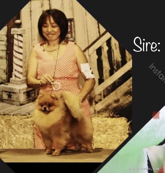 ポメラニアン【・男の子・2016年6月28日・オレンジ】