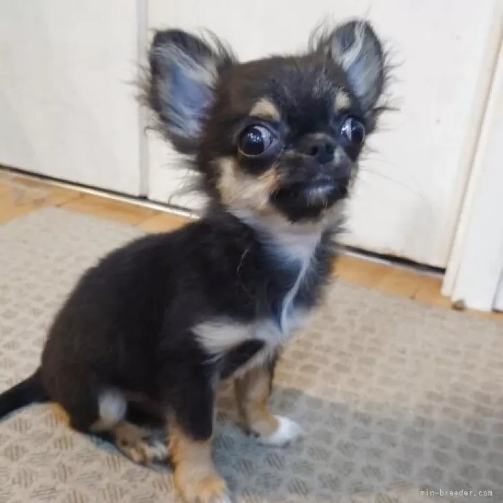 ID：2507-00868の子犬