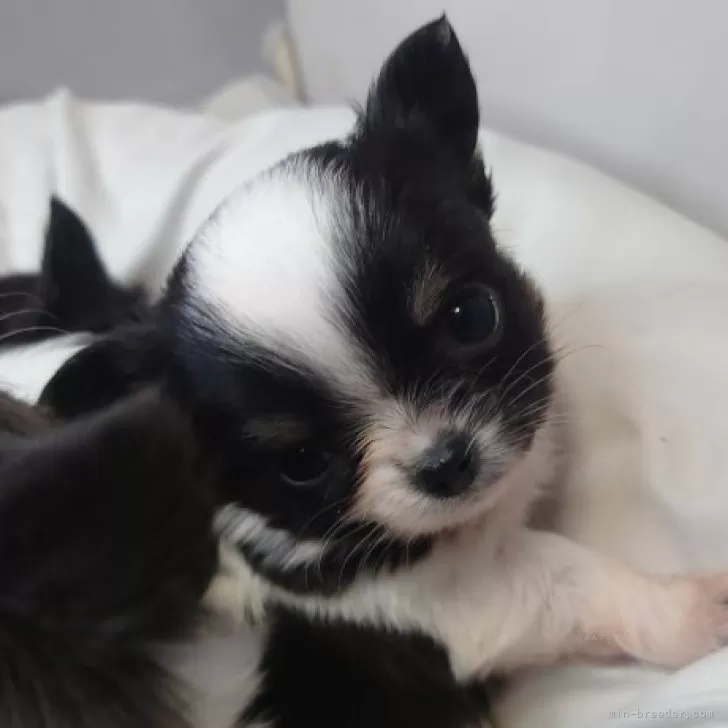 ID：2412-00585の子犬